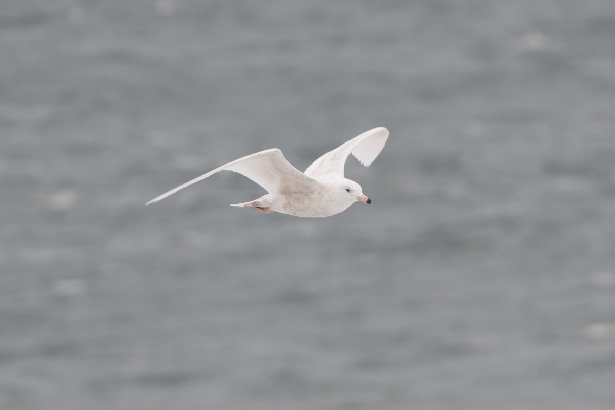 Glaucous Gull - ML637712914