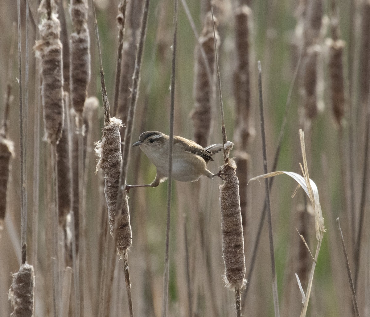 ハシナガヌマミソサザイ - ML637712916