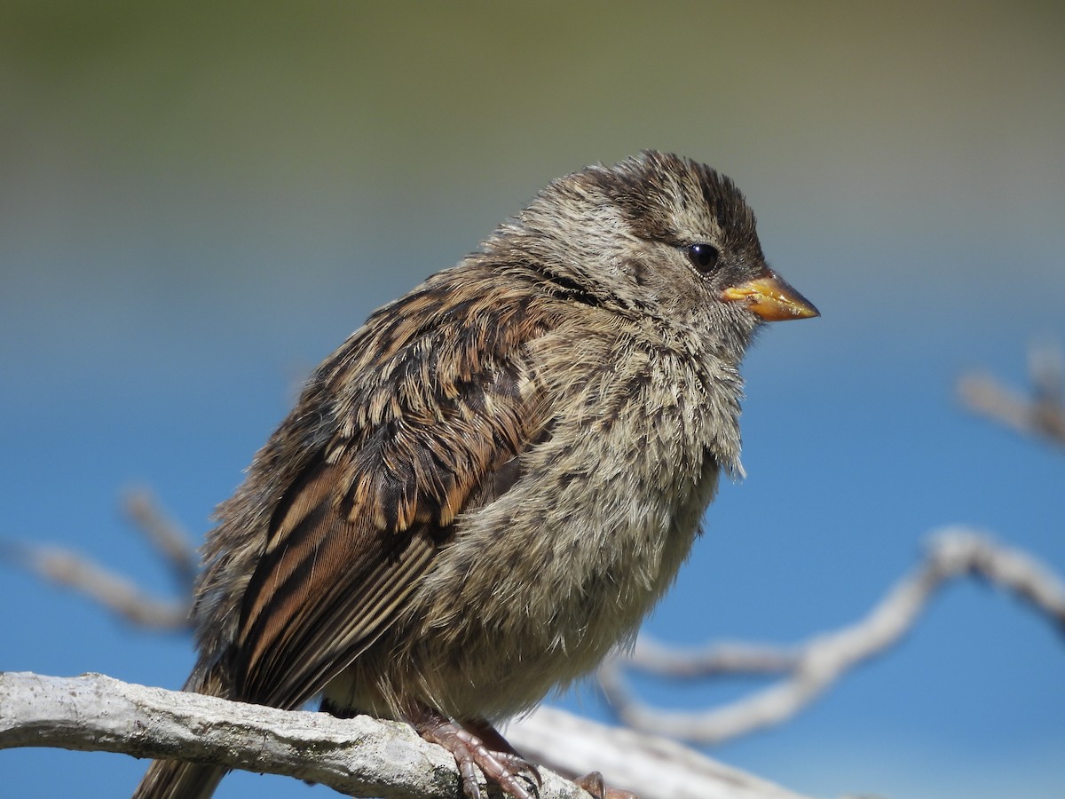 White-crowned Sparrow - ML637712919