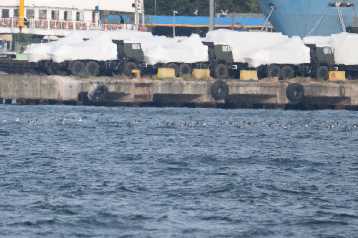 Yelkouan Shearwater - ML637713022