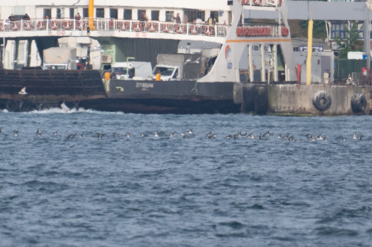 Yelkouan Shearwater - ML637713025