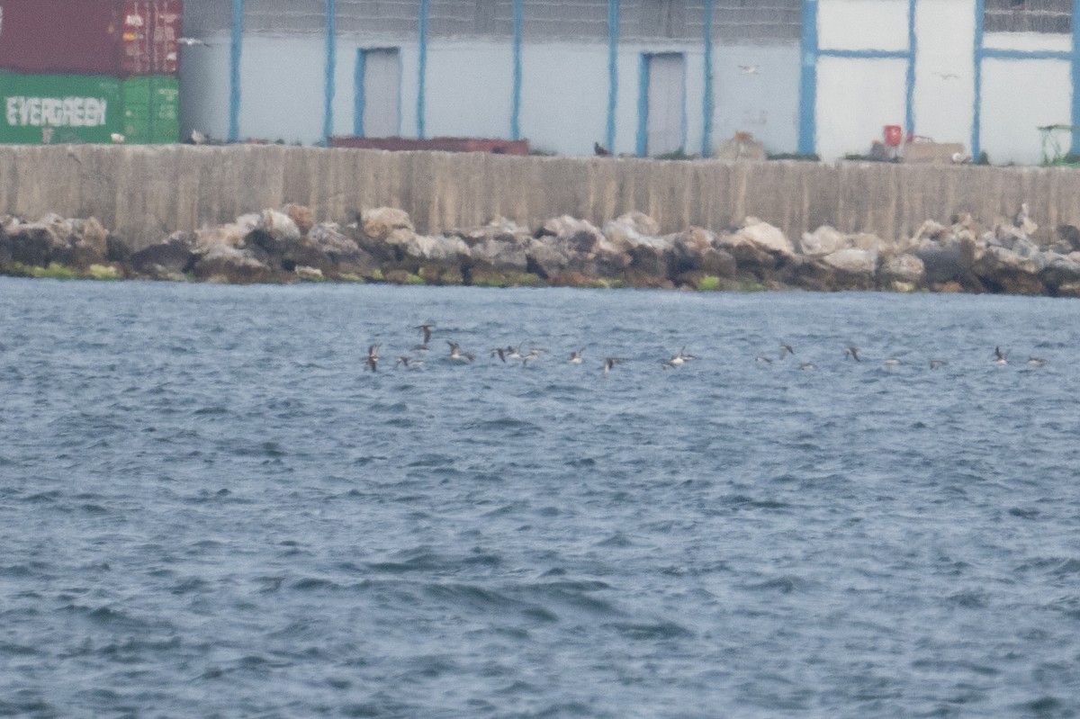 Yelkouan Shearwater - ML637713026