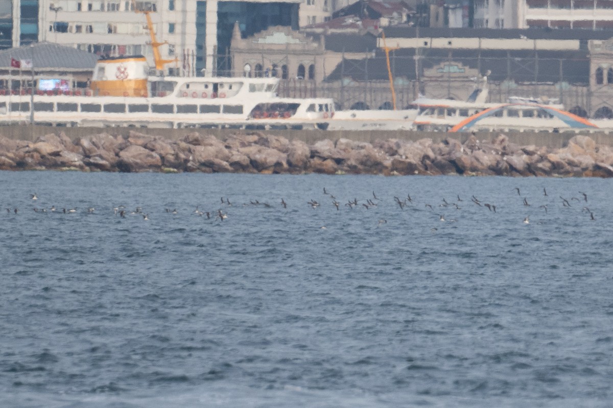 Yelkouan Shearwater - ML637713027