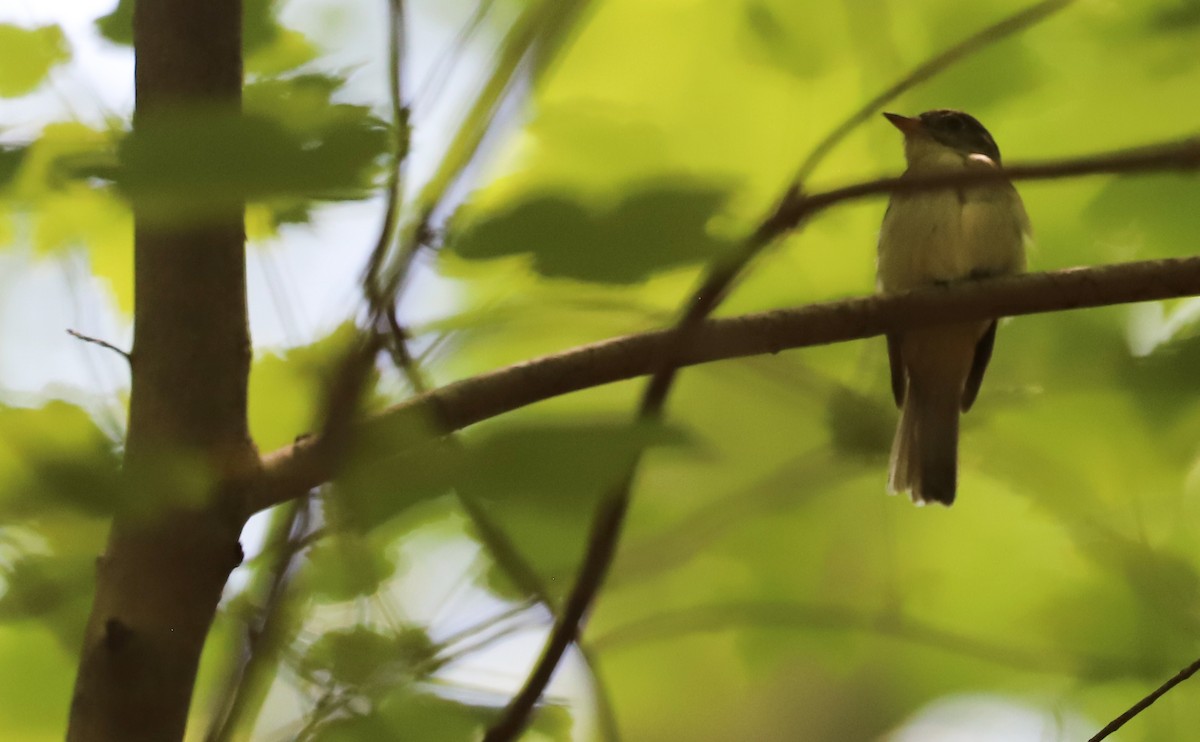 Acadian Flycatcher - ML637713031