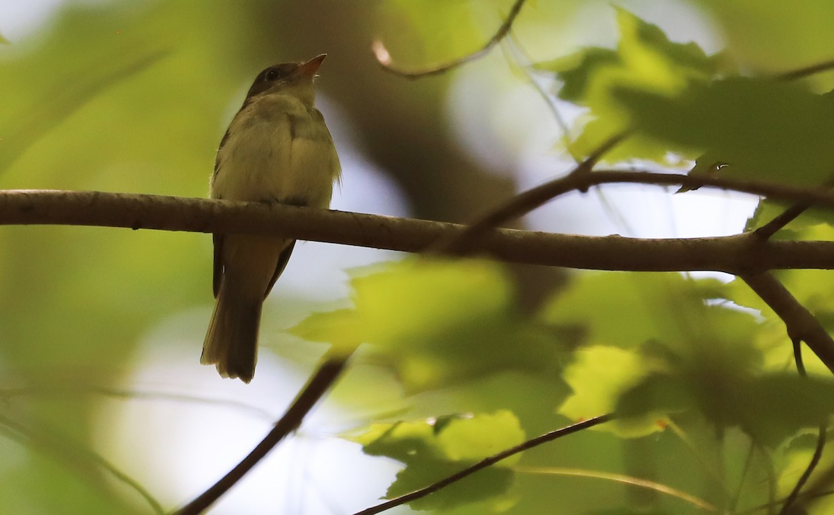 Acadian Flycatcher - ML637713045