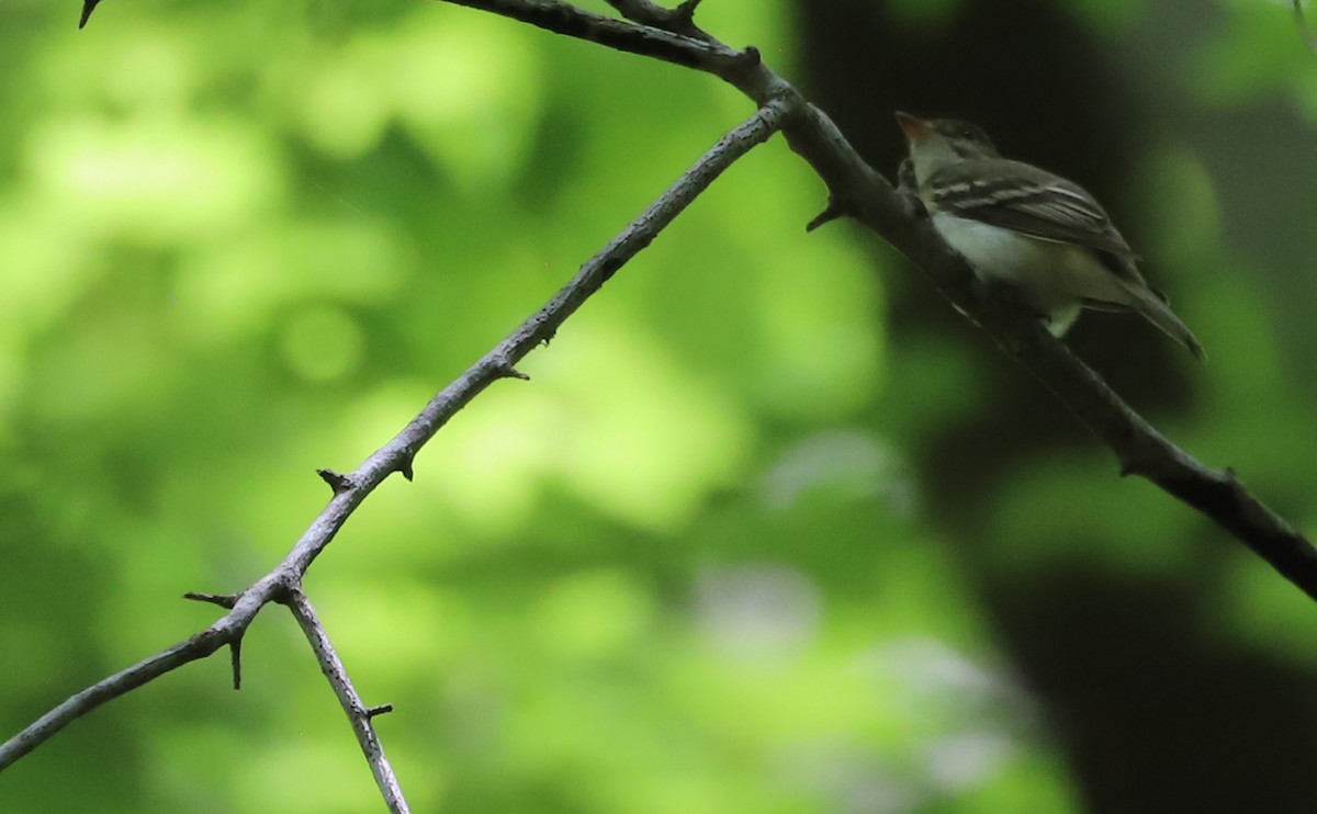 Acadian Flycatcher - ML637713060