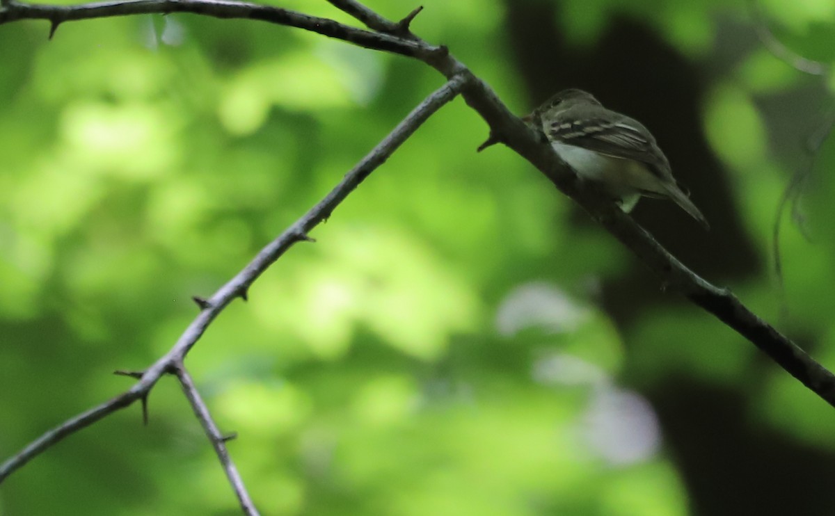 Acadian Flycatcher - ML637713066