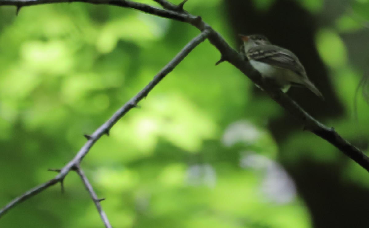 Acadian Flycatcher - ML637713076