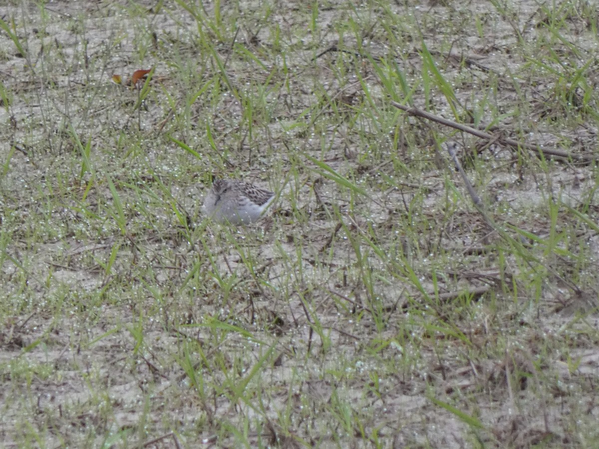 peep sp. - ML637713139