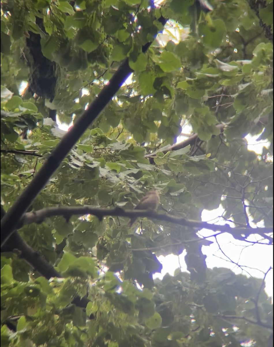 Northern House Wren - ML637713145