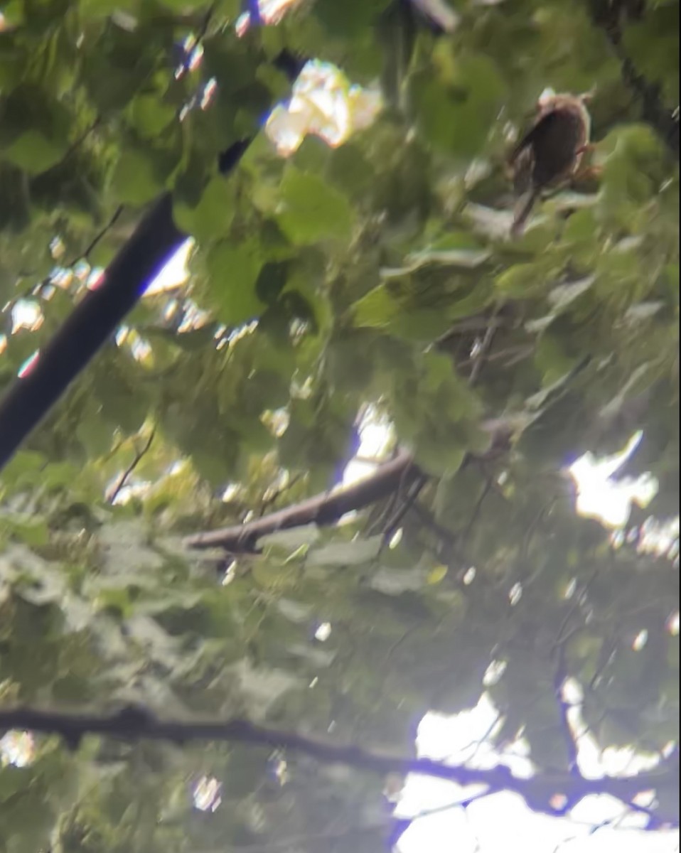 Northern House Wren - ML637713147