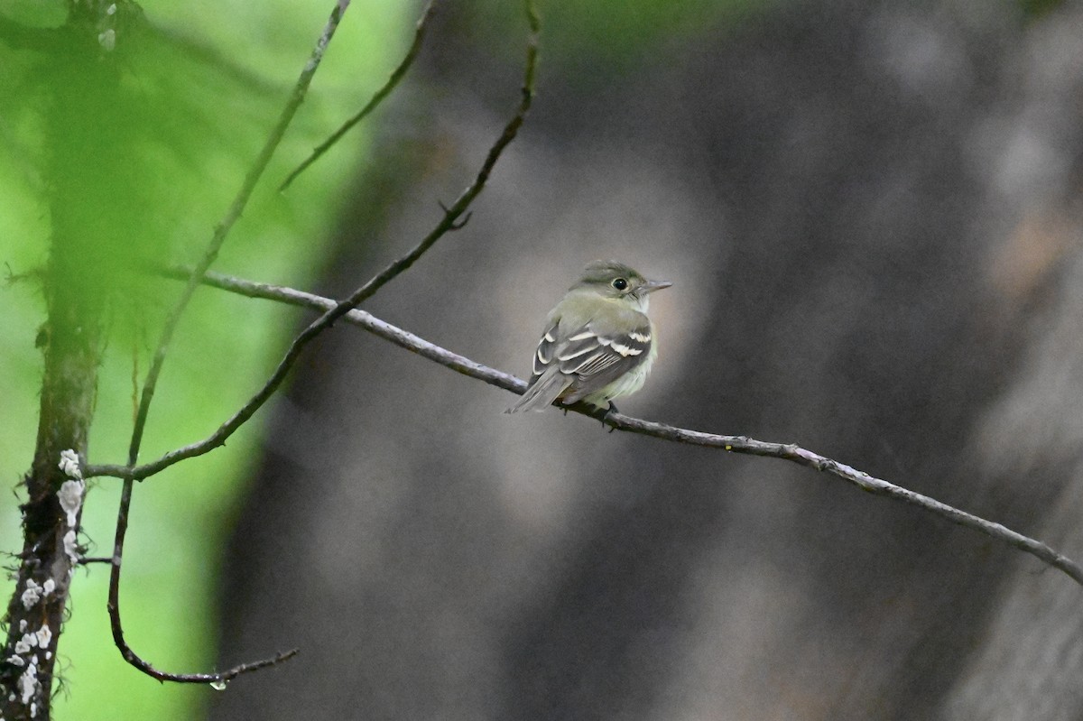 Acadian Flycatcher - ML637713152