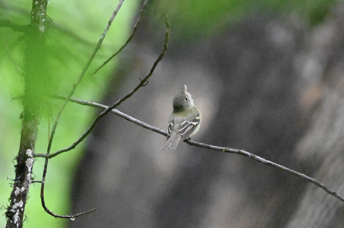 Acadian Flycatcher - ML637713153