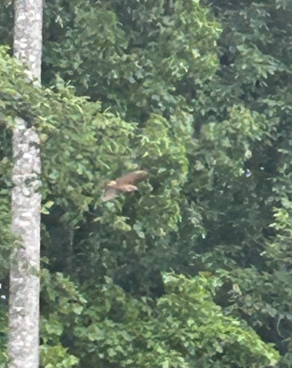 Red-shouldered Hawk - ML637713246