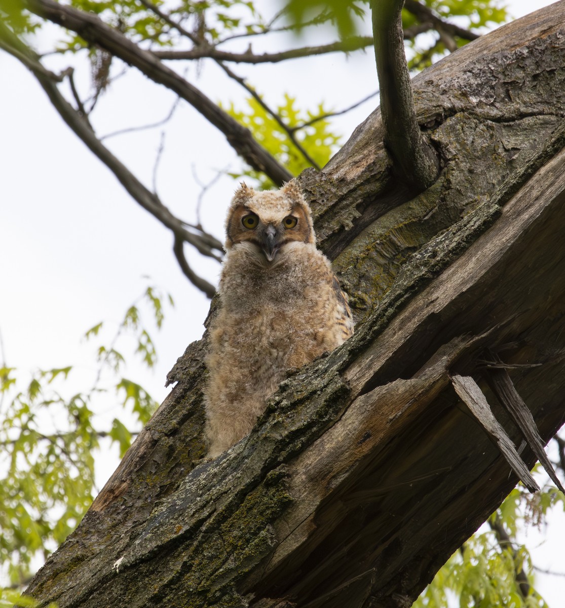 アメリカワシミミズク - ML637713261