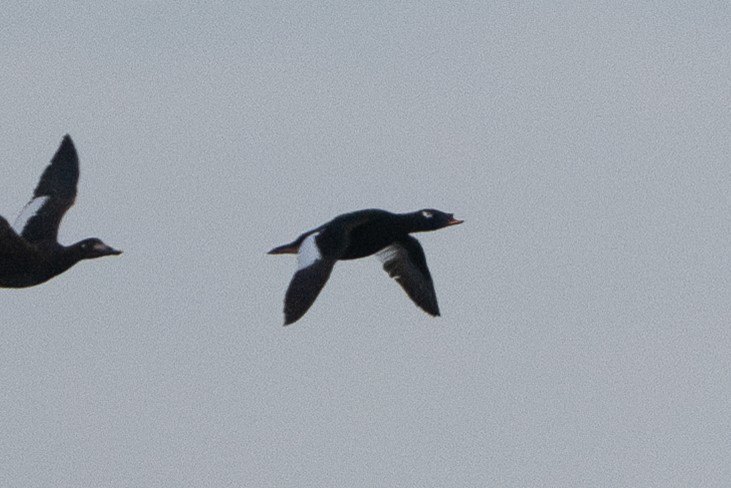 Stejneger's Scoter - ML637713349