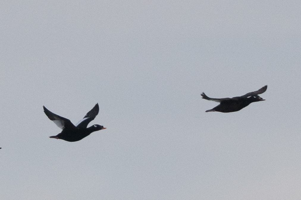 Stejneger's Scoter - ML637713350