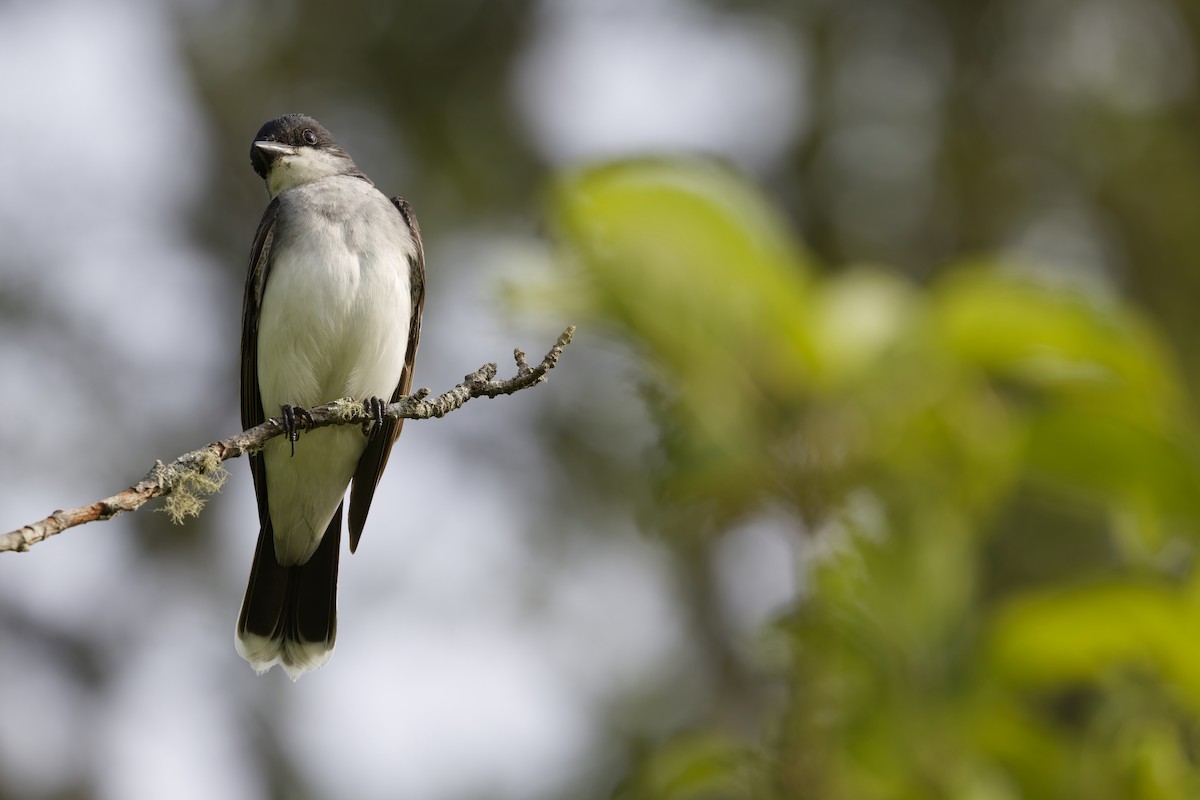 Eastern Kingbird - ML637713361