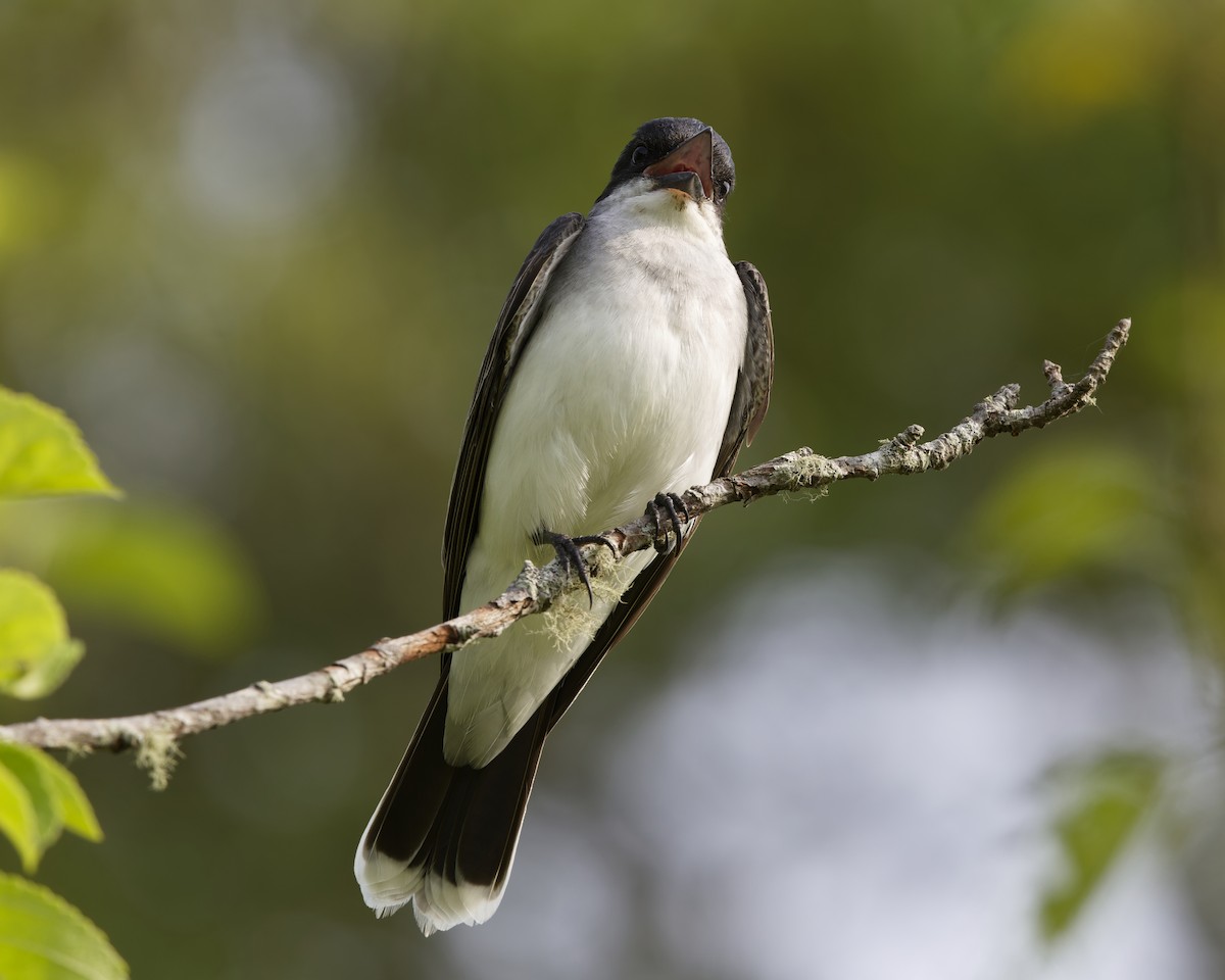 Eastern Kingbird - ML637713374