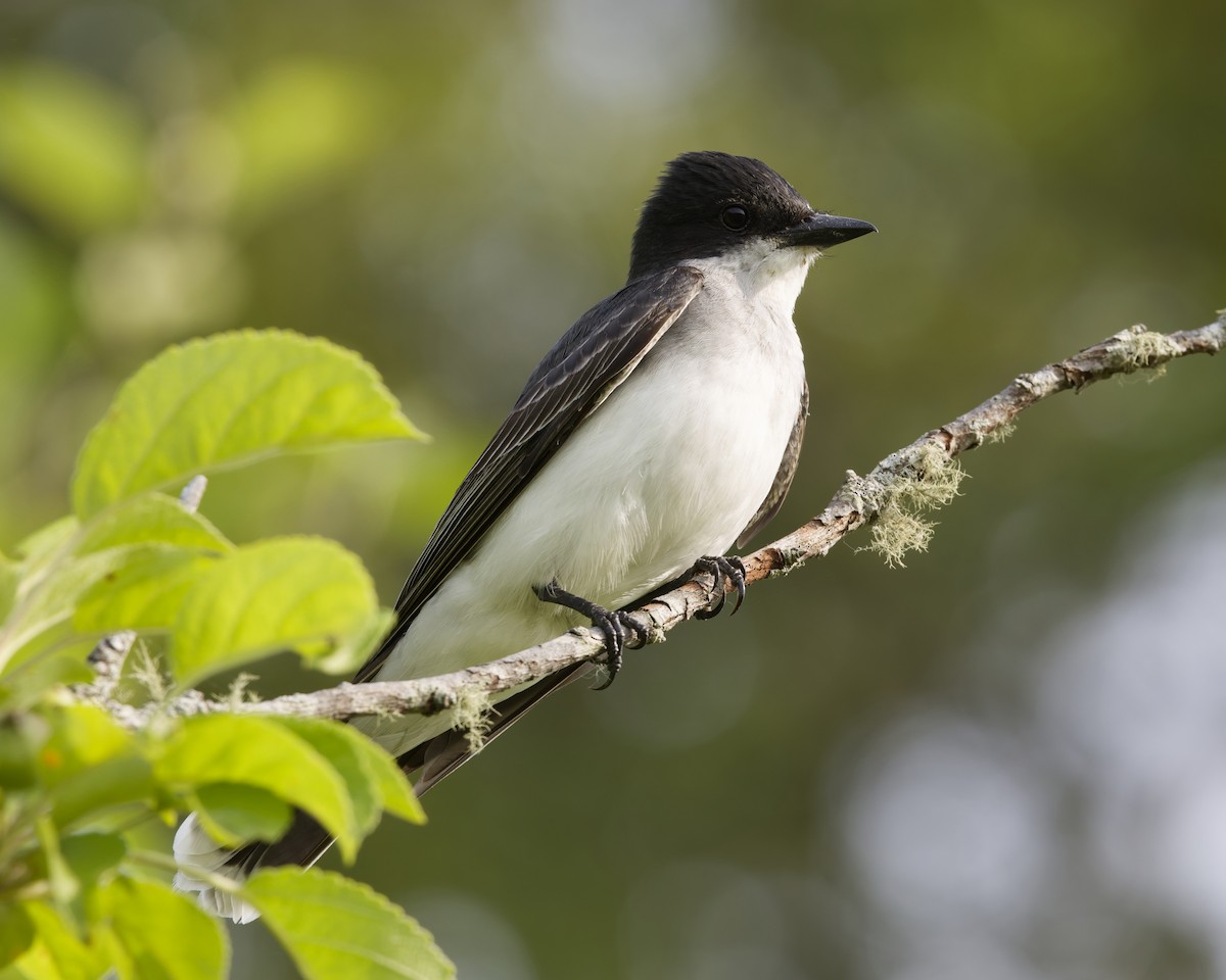 Eastern Kingbird - ML637713379