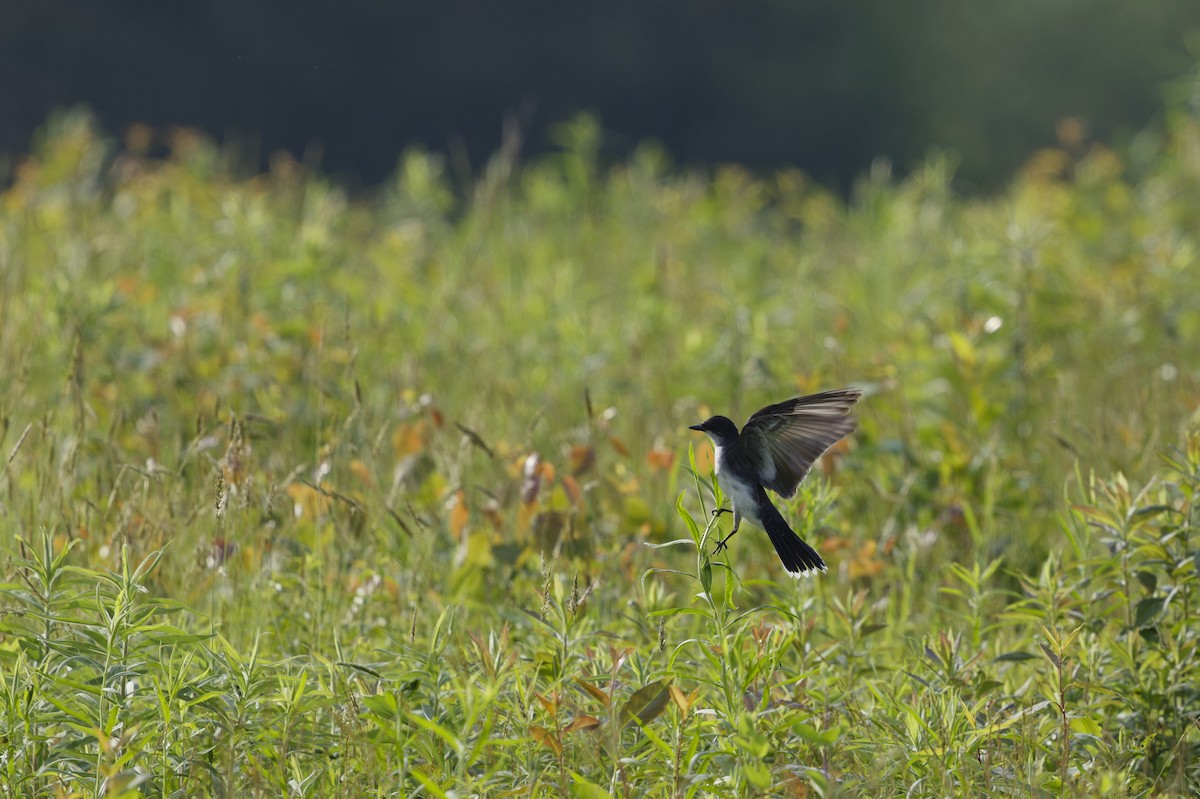 Eastern Kingbird - ML637713382