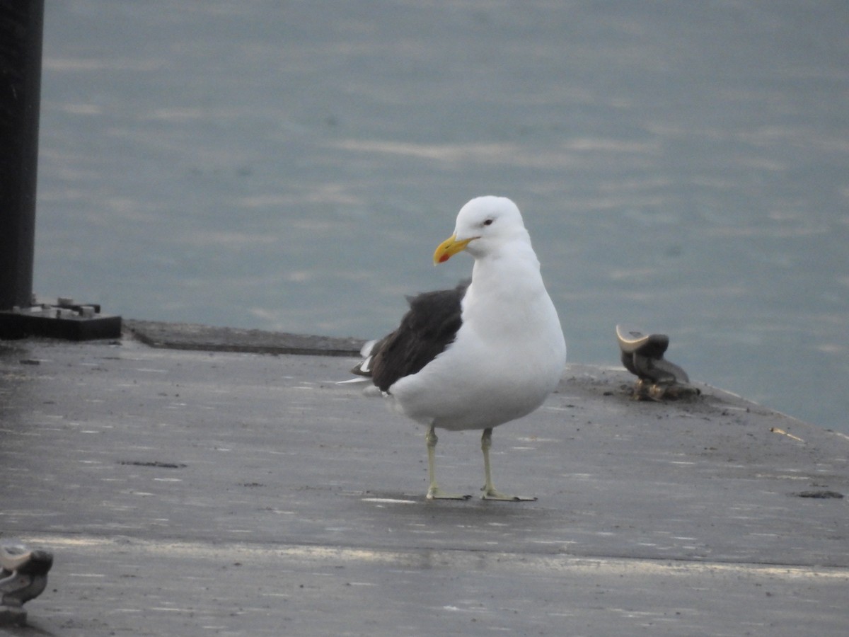 Kelp Gull - ML637713387