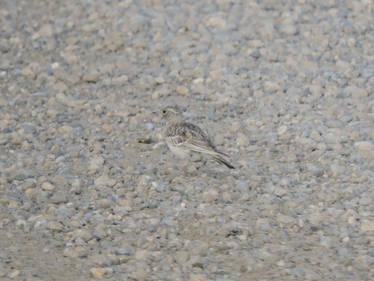 Sprague's Pipit - ML637713388