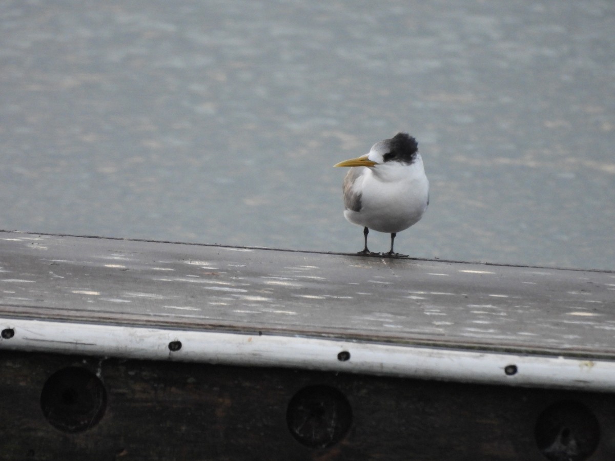 Great Crested Tern - ML637713390