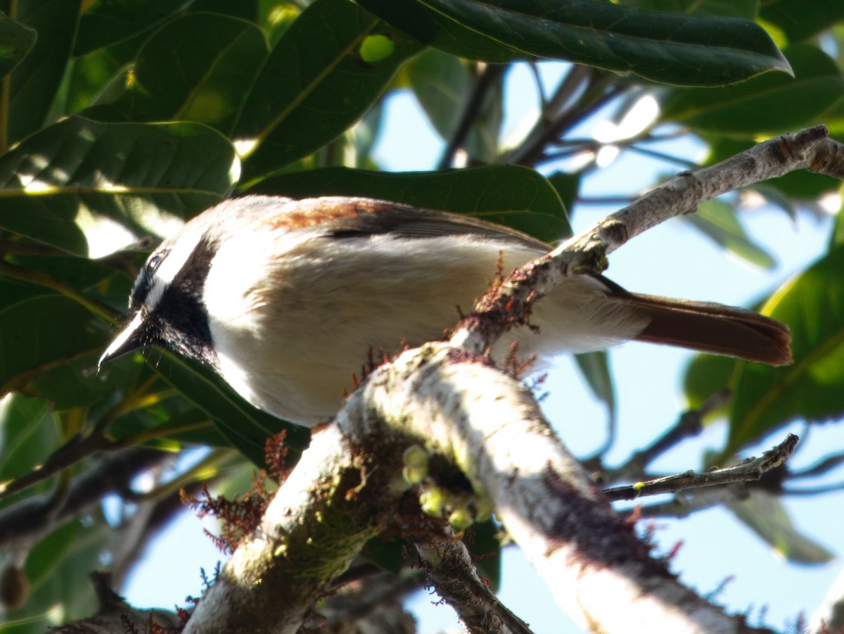 Red-tailed Vanga - ML637713400