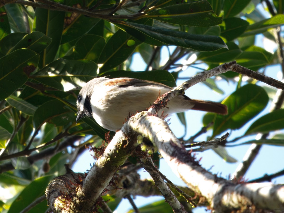 Red-tailed Vanga - ML637713401
