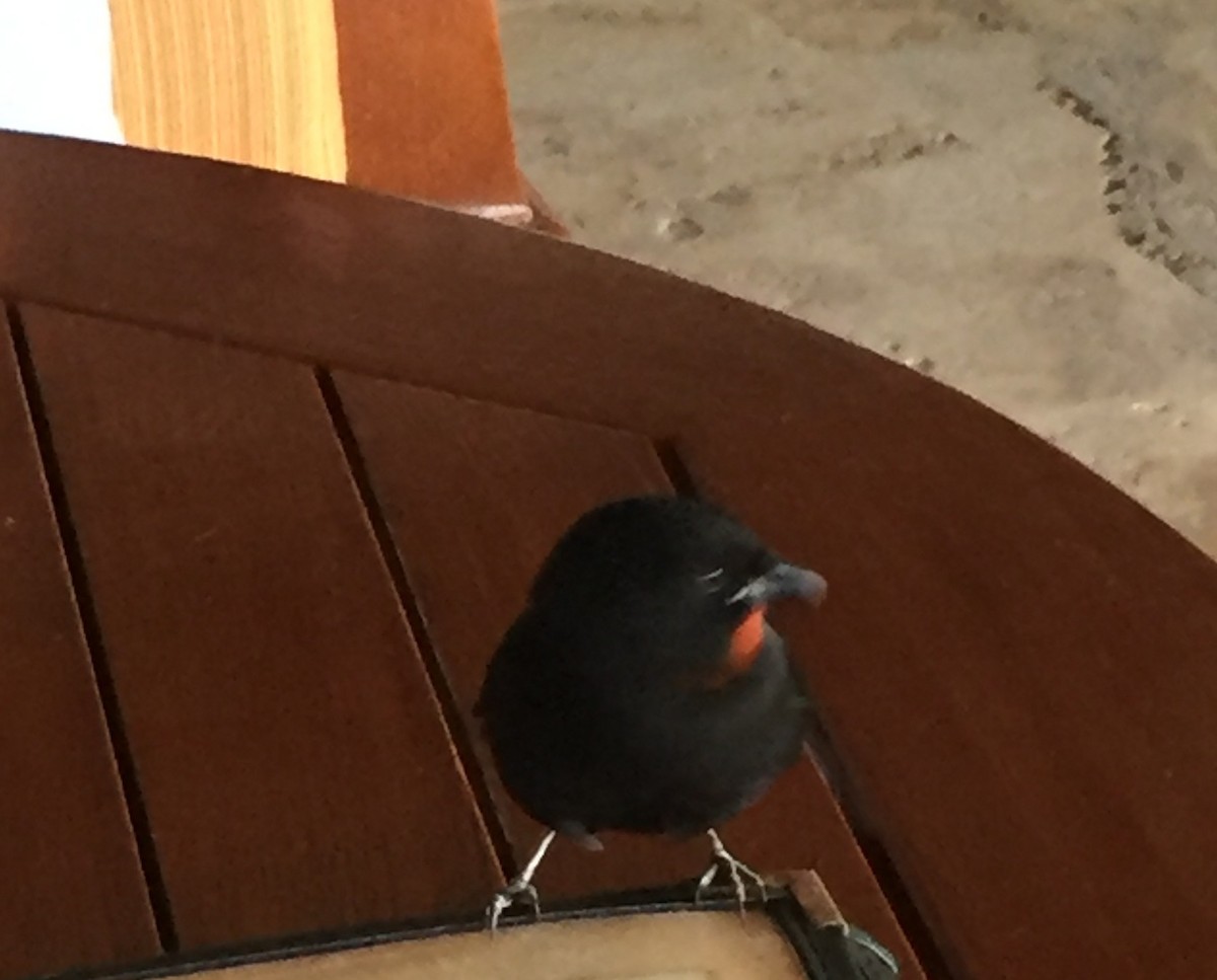 Lesser Antillean Bullfinch - ML637713432