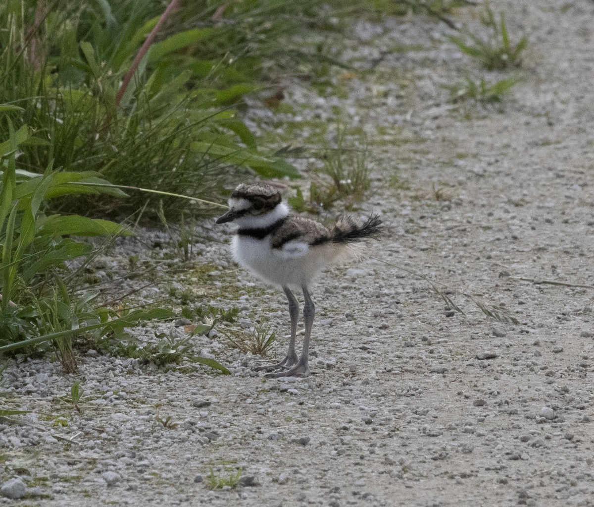 フタオビチドリ - ML637713440