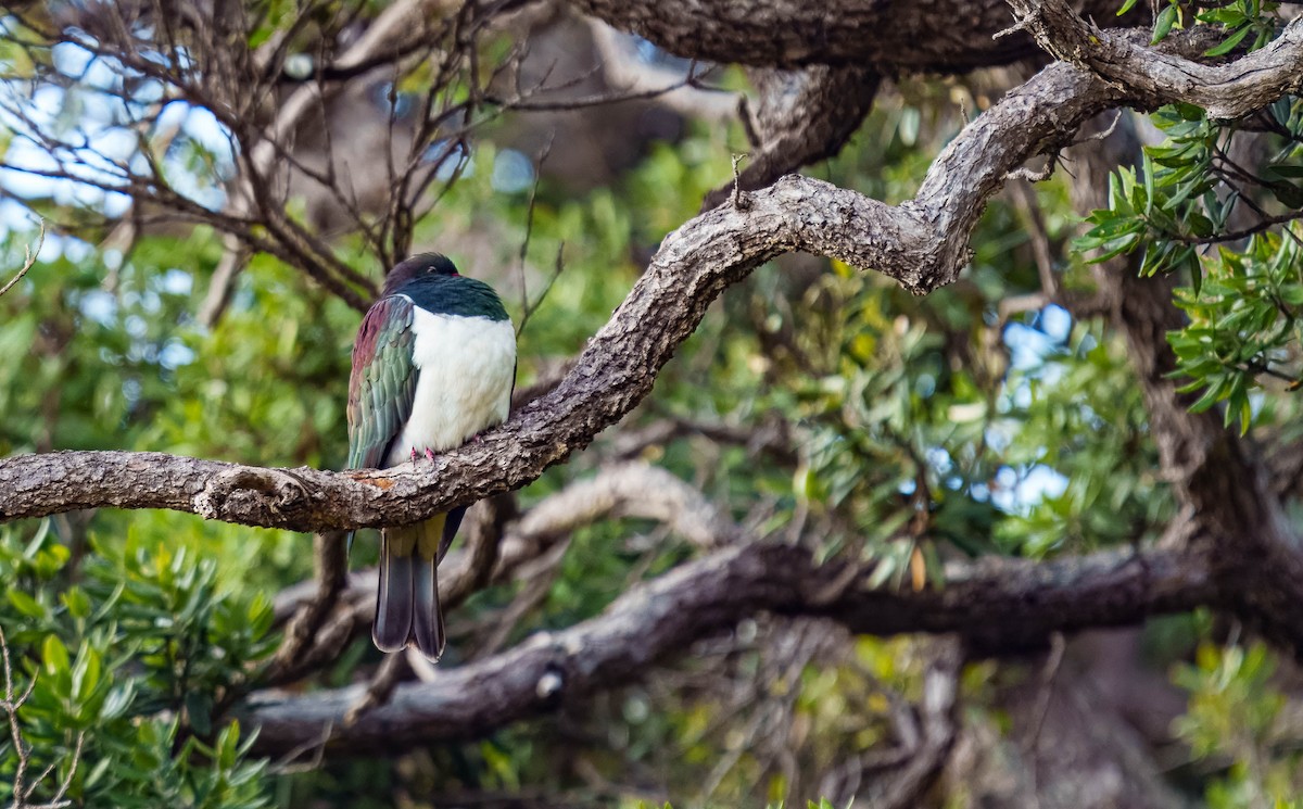 New Zealand Pigeon - ML637713442