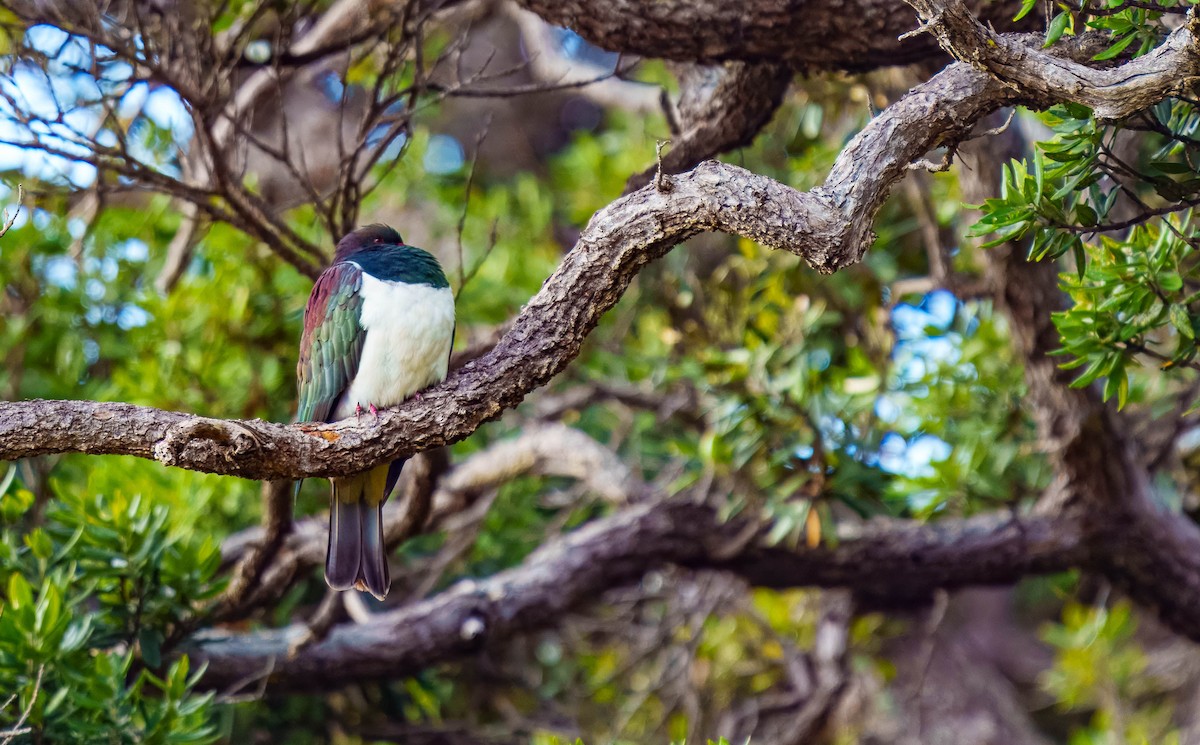 New Zealand Pigeon - ML637713443