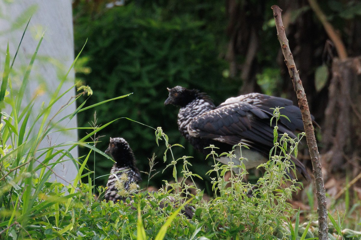 Horned Screamer - ML637713545