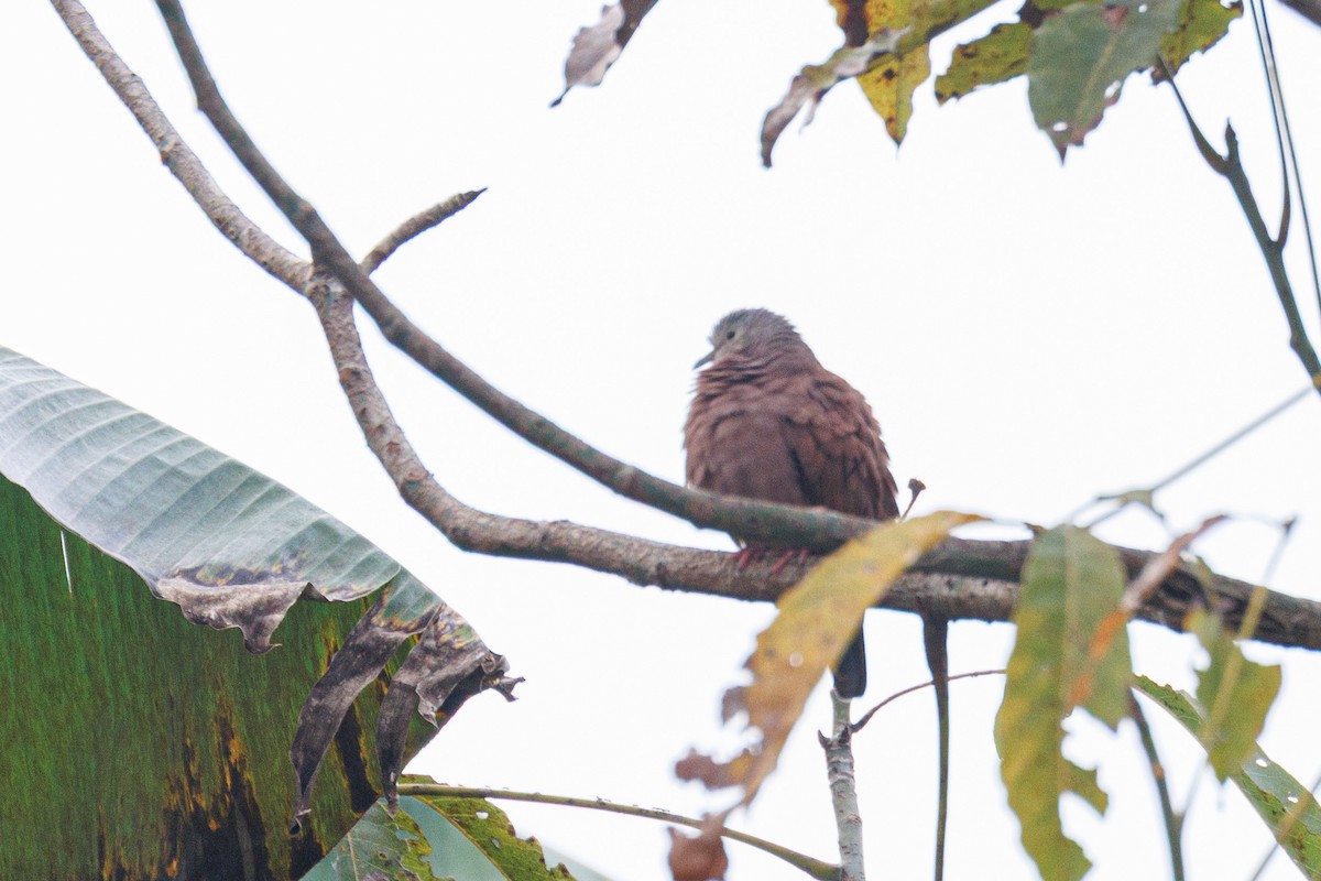 Ruddy Ground Dove - ML637713552