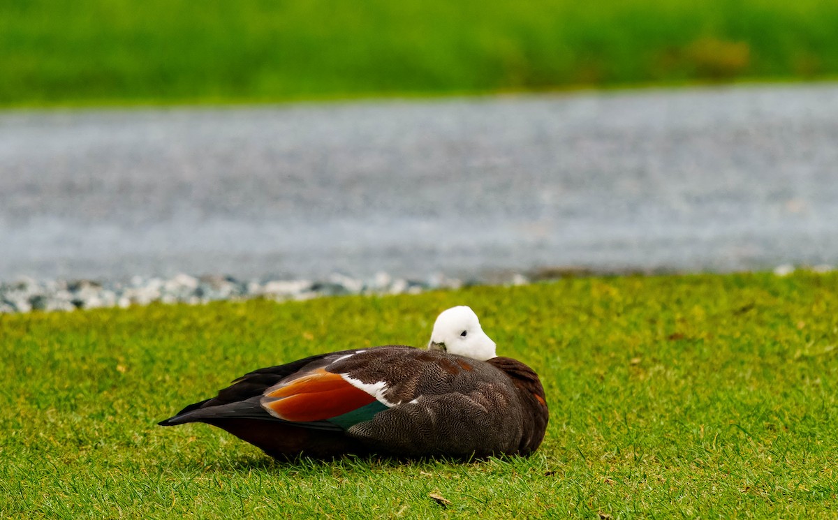 Paradise Shelduck - ML637713565