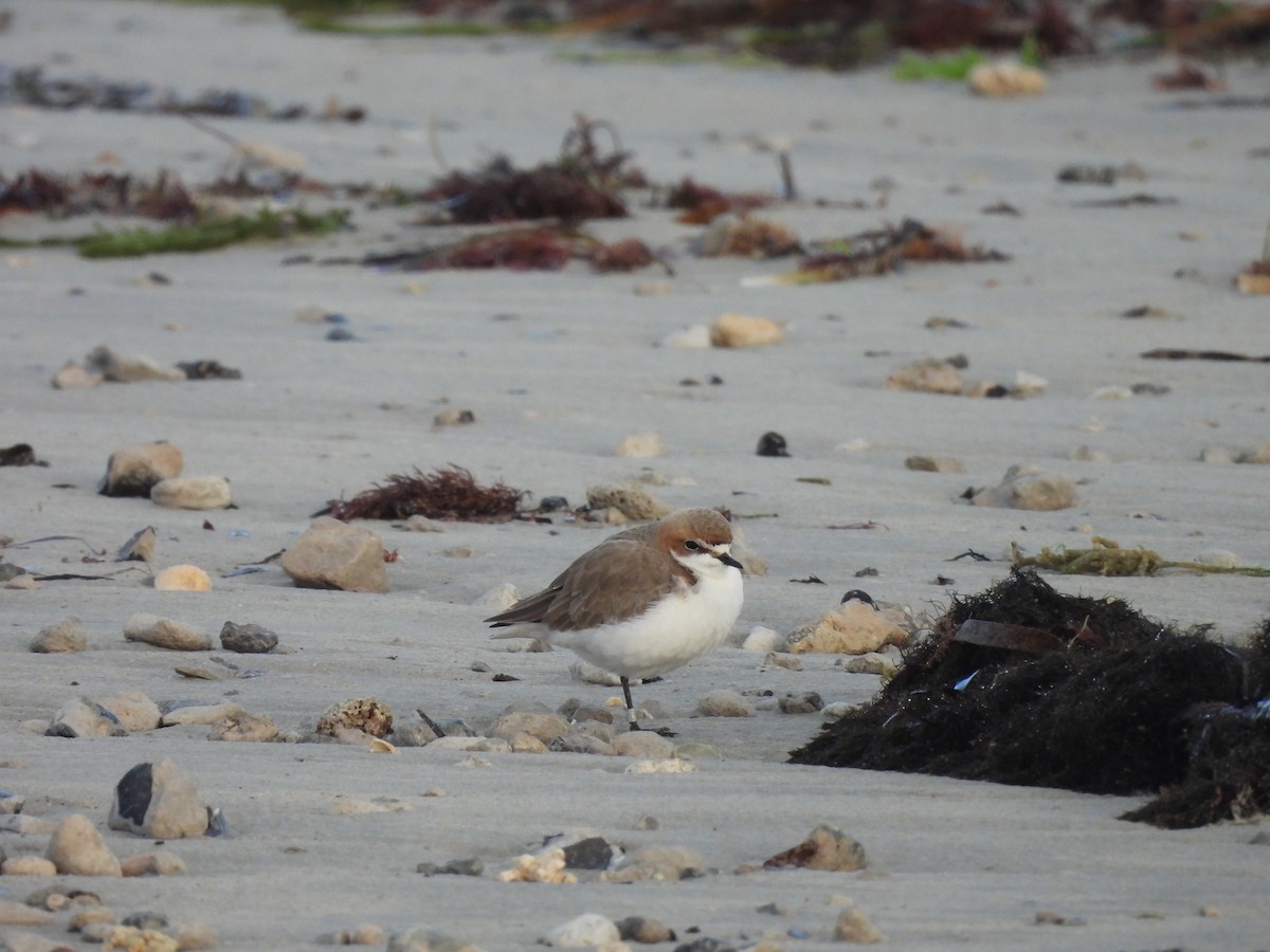 Red-capped Plover - ML637713568