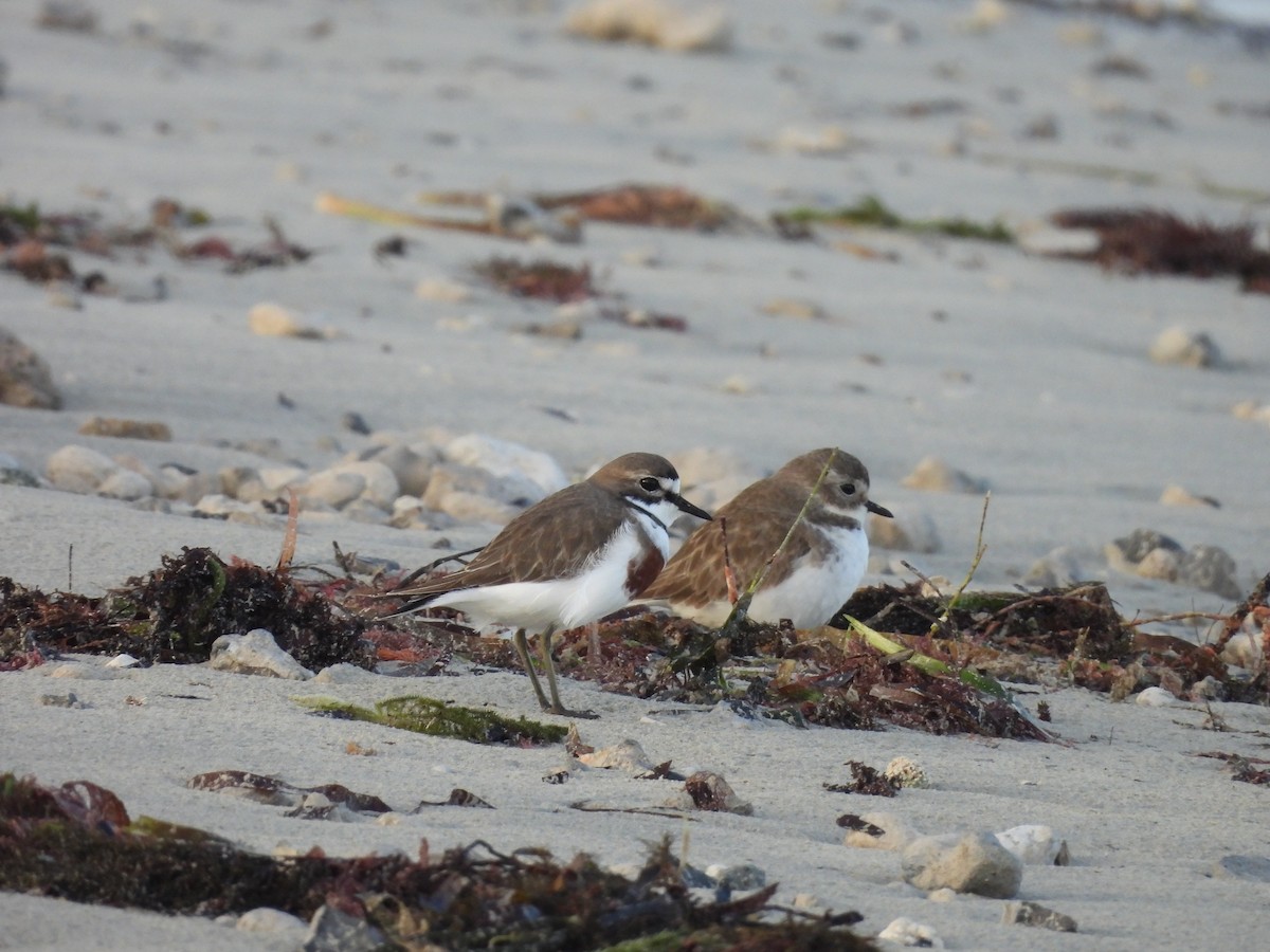 Double-banded Plover - ML637713571