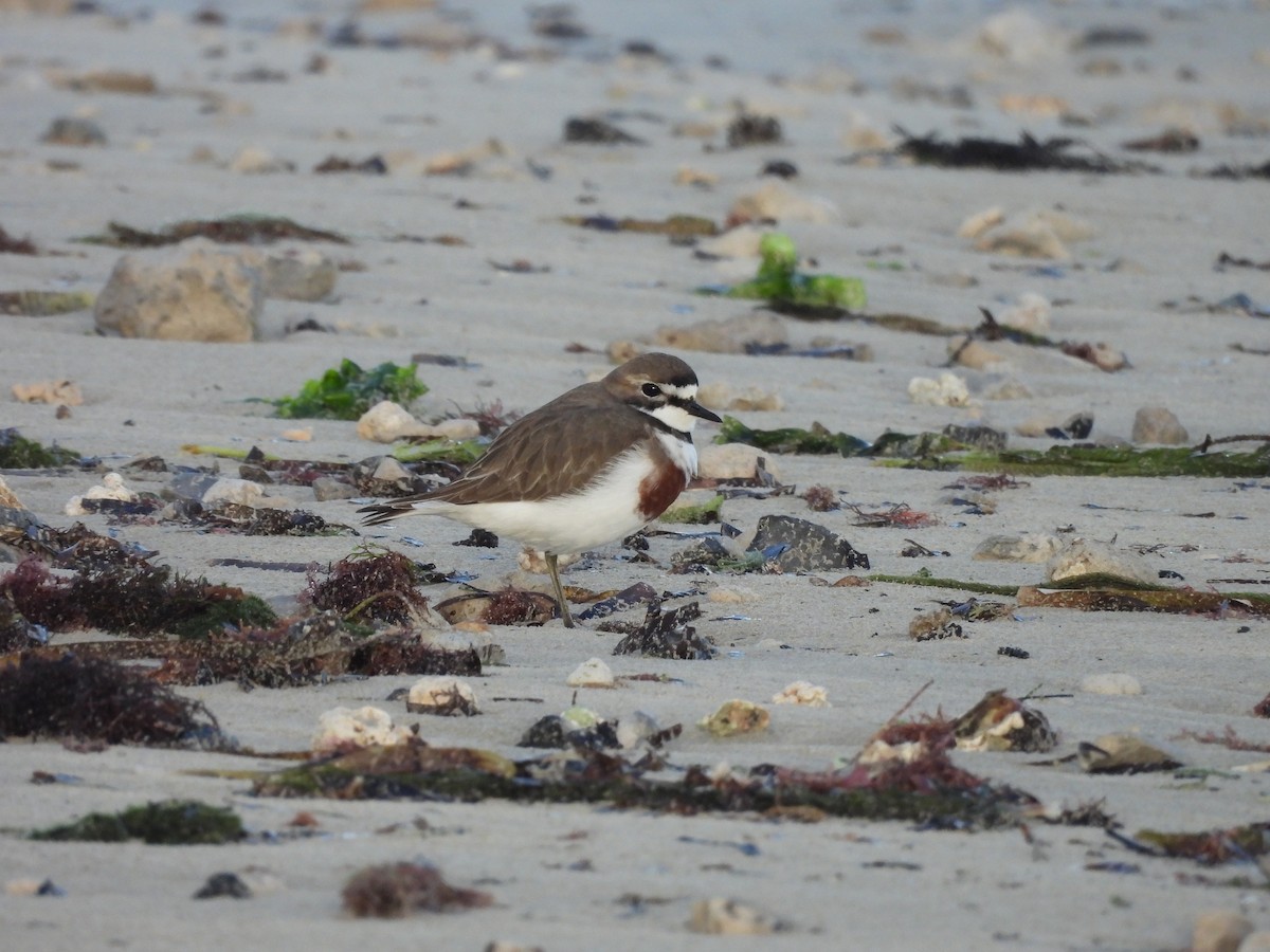 Double-banded Plover - ML637713572