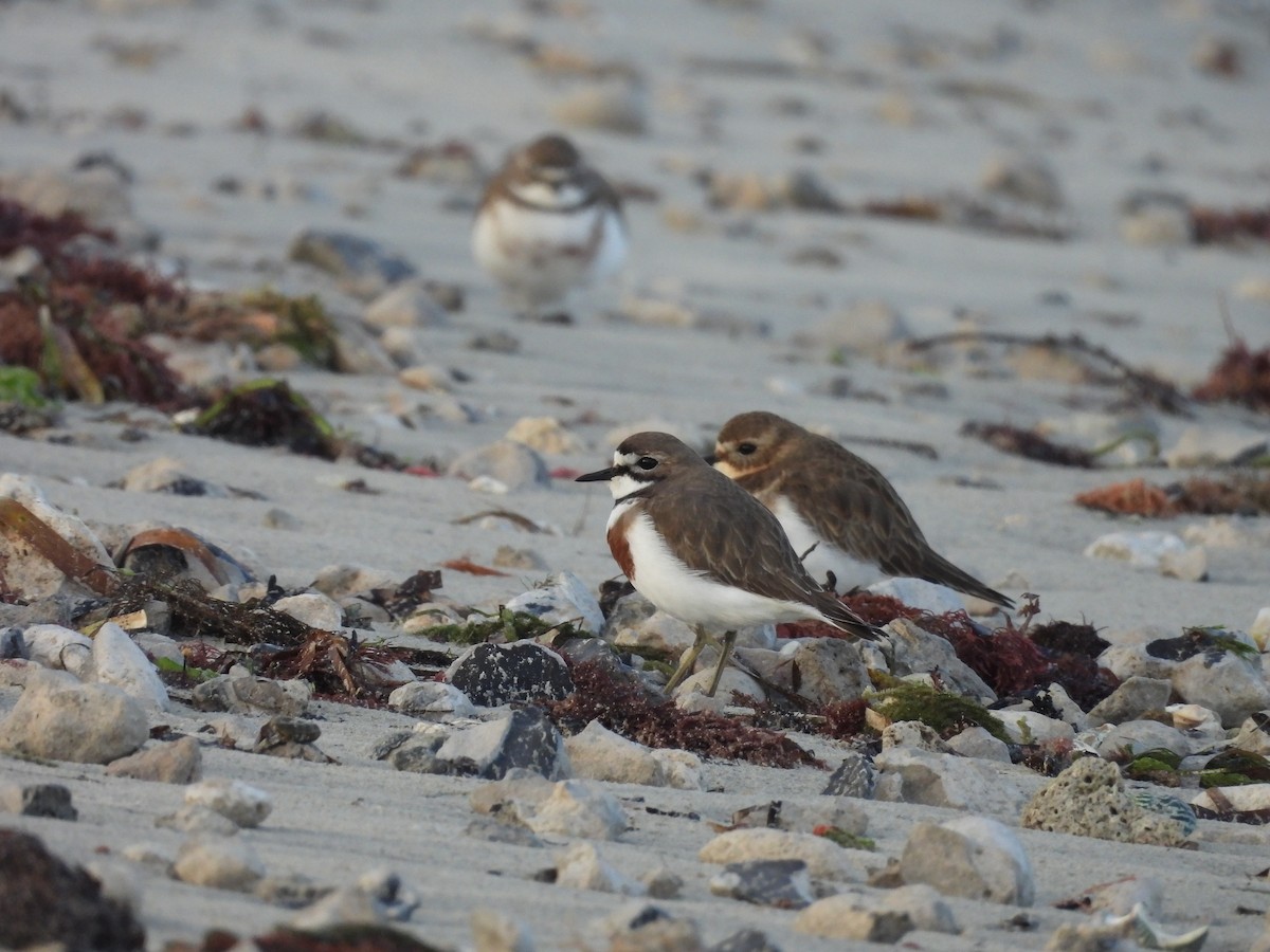 Double-banded Plover - ML637713573