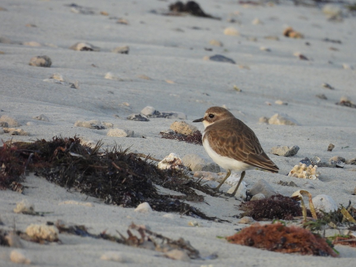 Double-banded Plover - ML637713574