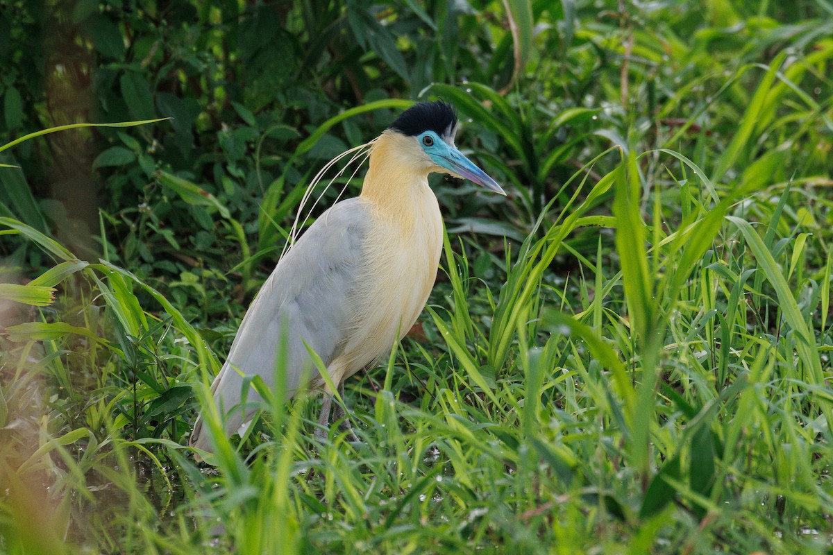 Capped Heron - ML637713576