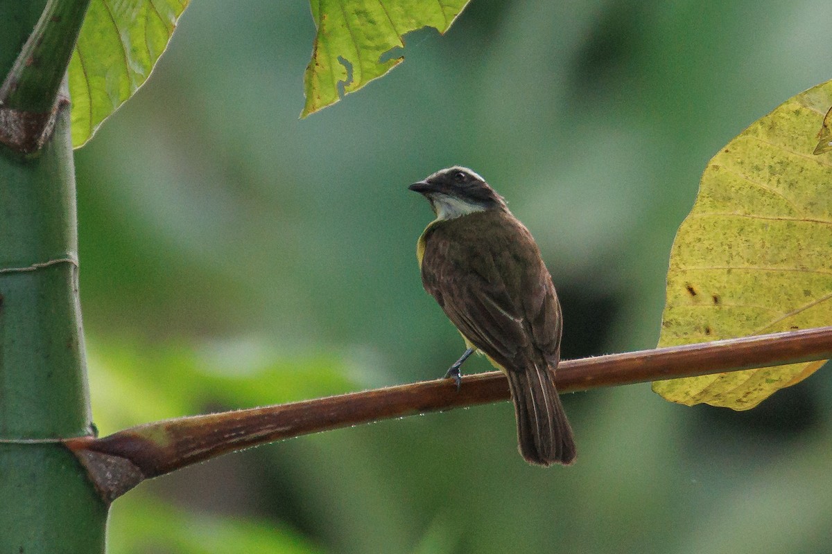 Rusty-margined Flycatcher - ML637713599