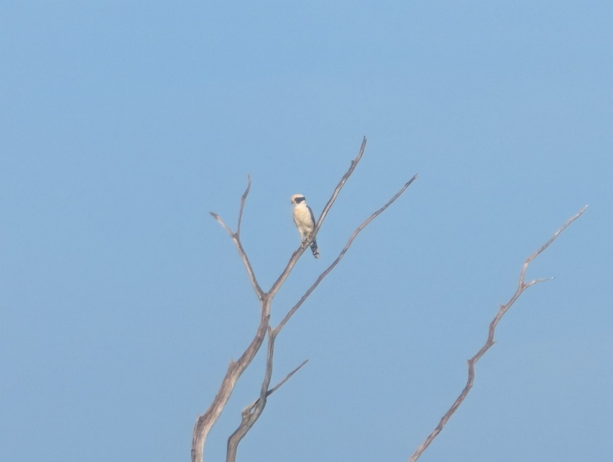 Laughing Falcon - ML637713670