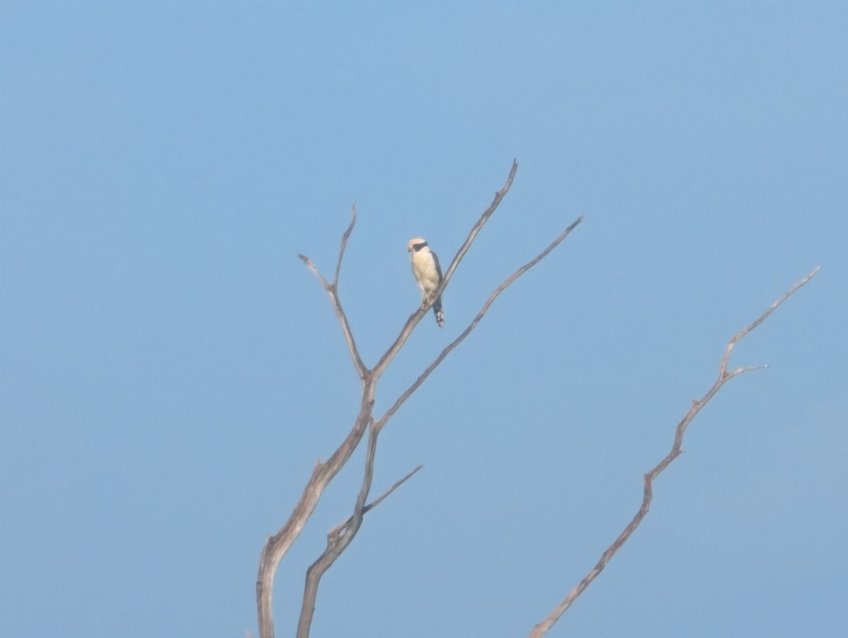 Laughing Falcon - ML637713671