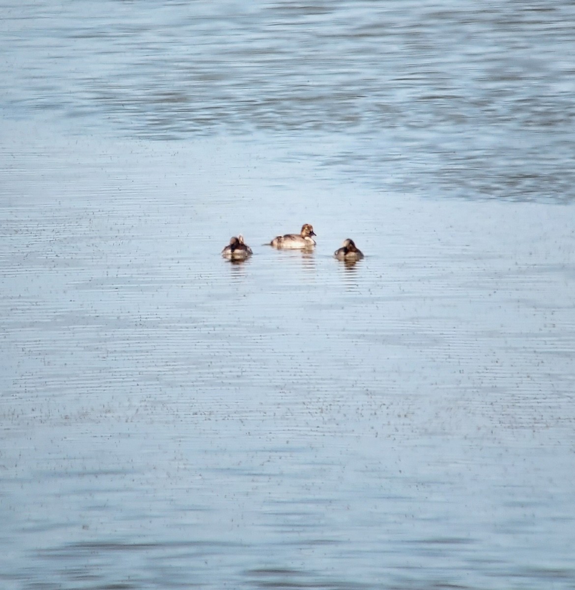 Common Goldeneye - ML637713693