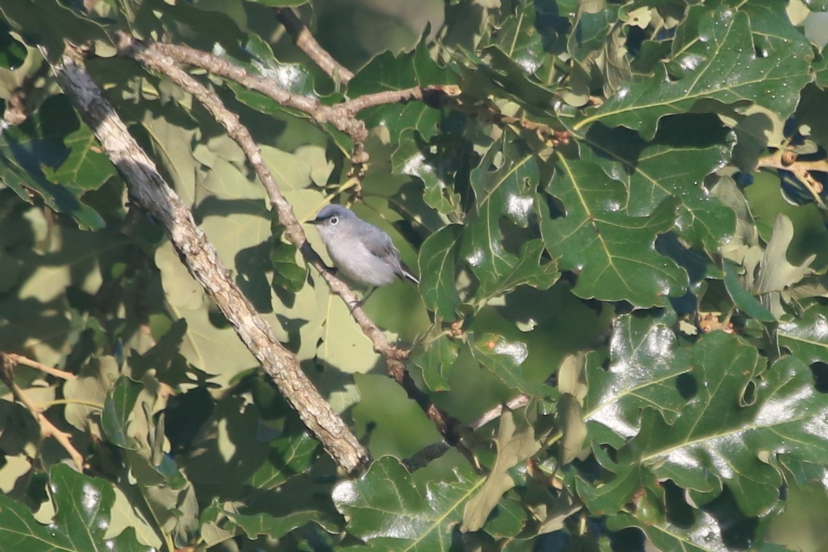Blue-gray Gnatcatcher - ML637713695