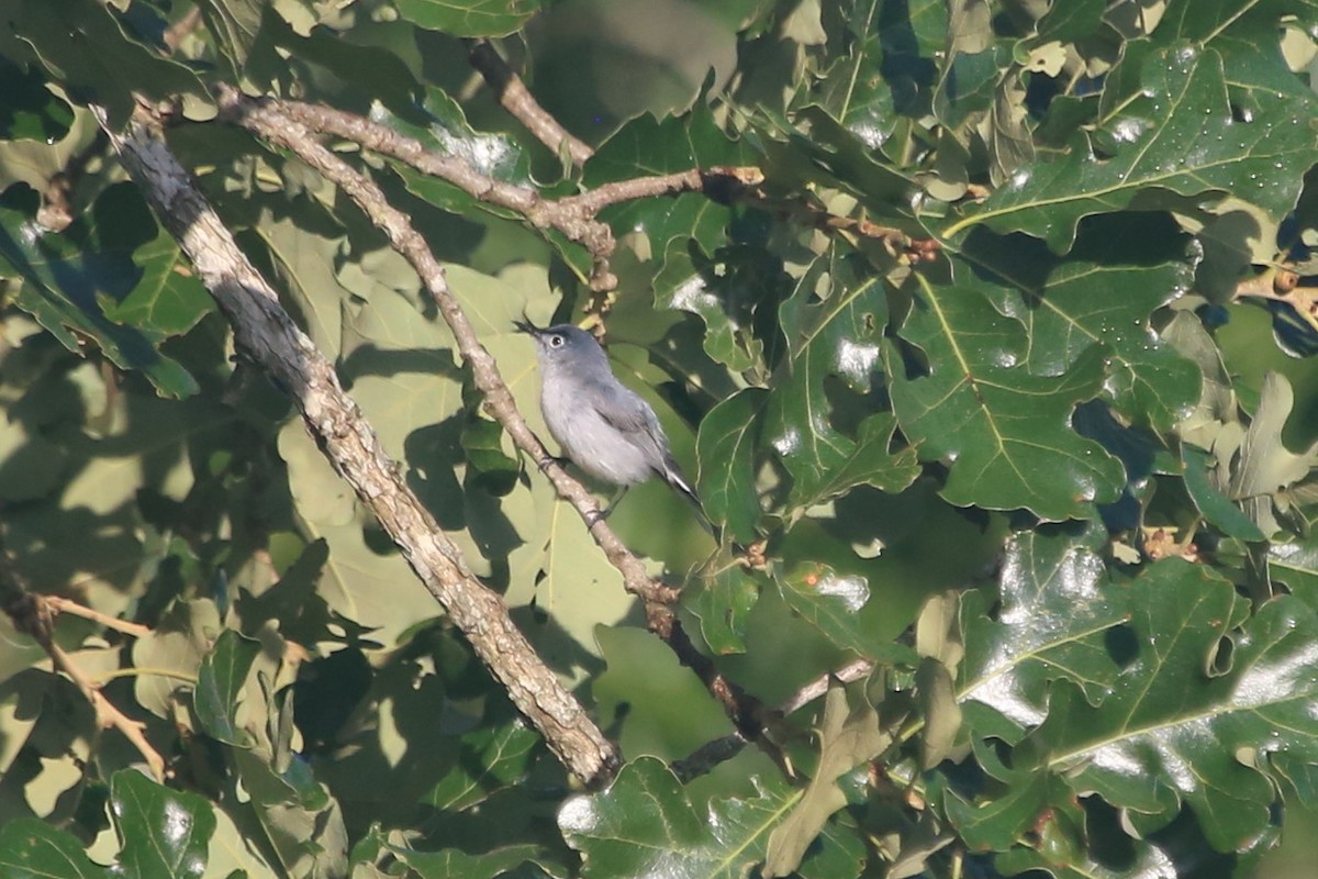 Blue-gray Gnatcatcher - ML637713696