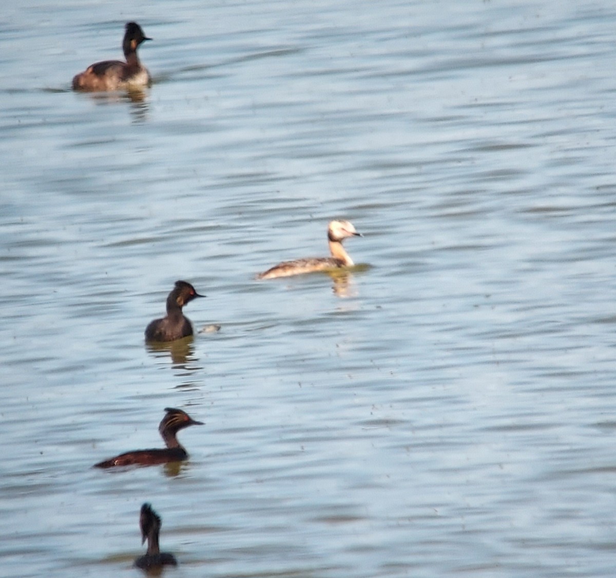 Horned Grebe - ML637713710